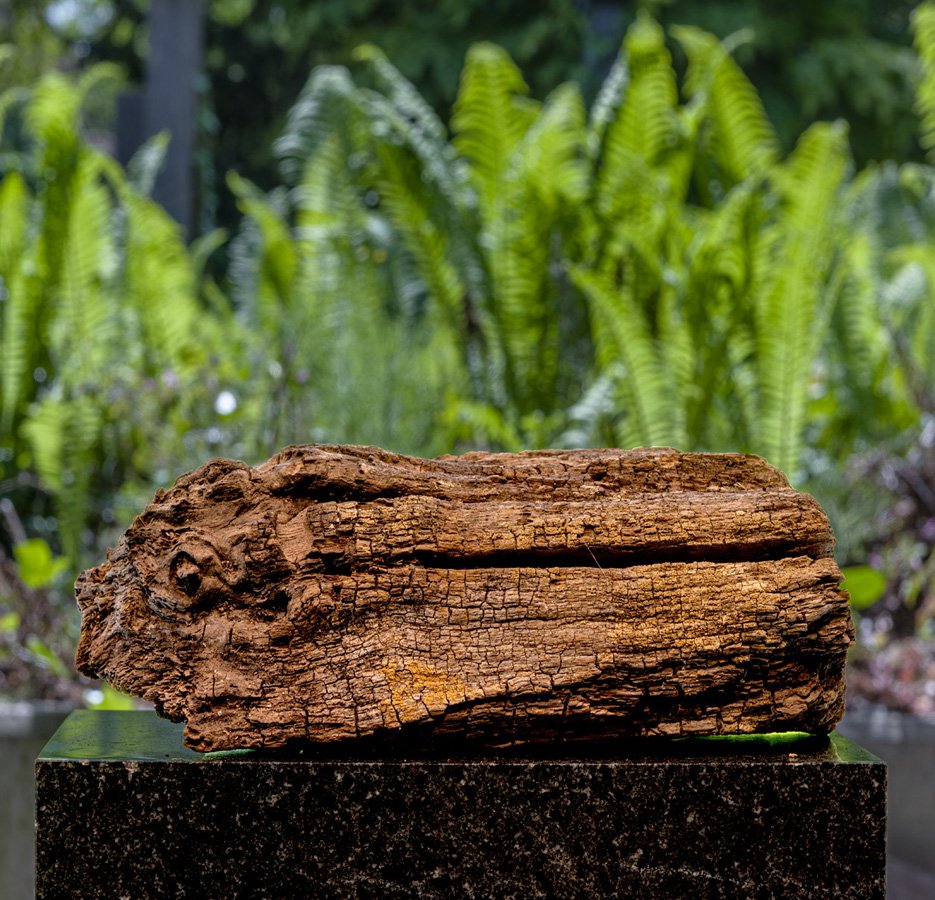 herman de vries, ohne title, sculptuur, 1982 (1988/89; collectie Dick en Joke Veeze, Amsterdam). Dit werk is onderdeel van de tentoonstelling  * vergaan van deze internationaal gevierde kunstenaar in Museum Tot Zover. Te zien tot en met 28 augustus 2022.