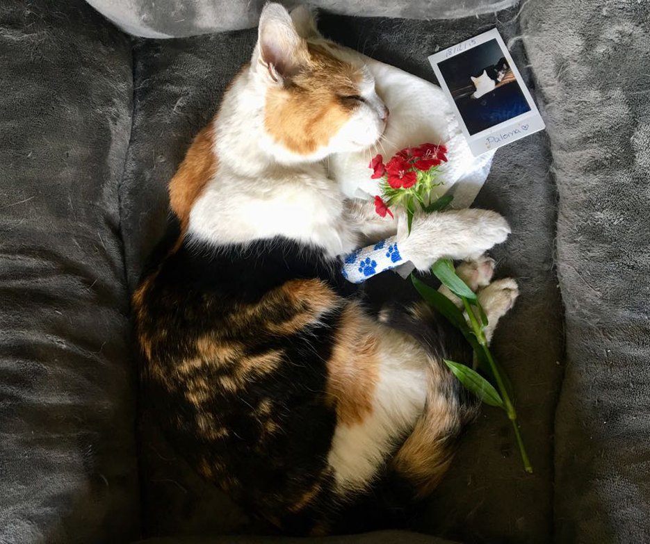 RIP Paloma door Sylvia Witteman, 17 april 2018