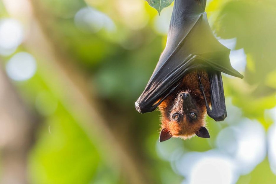 Vleermuis avondsafari op 10 september bij Tot Zover